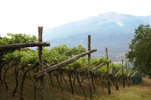 das nächste Weingut, der Moar Hof