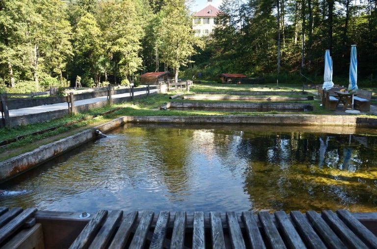 die Fischbecken