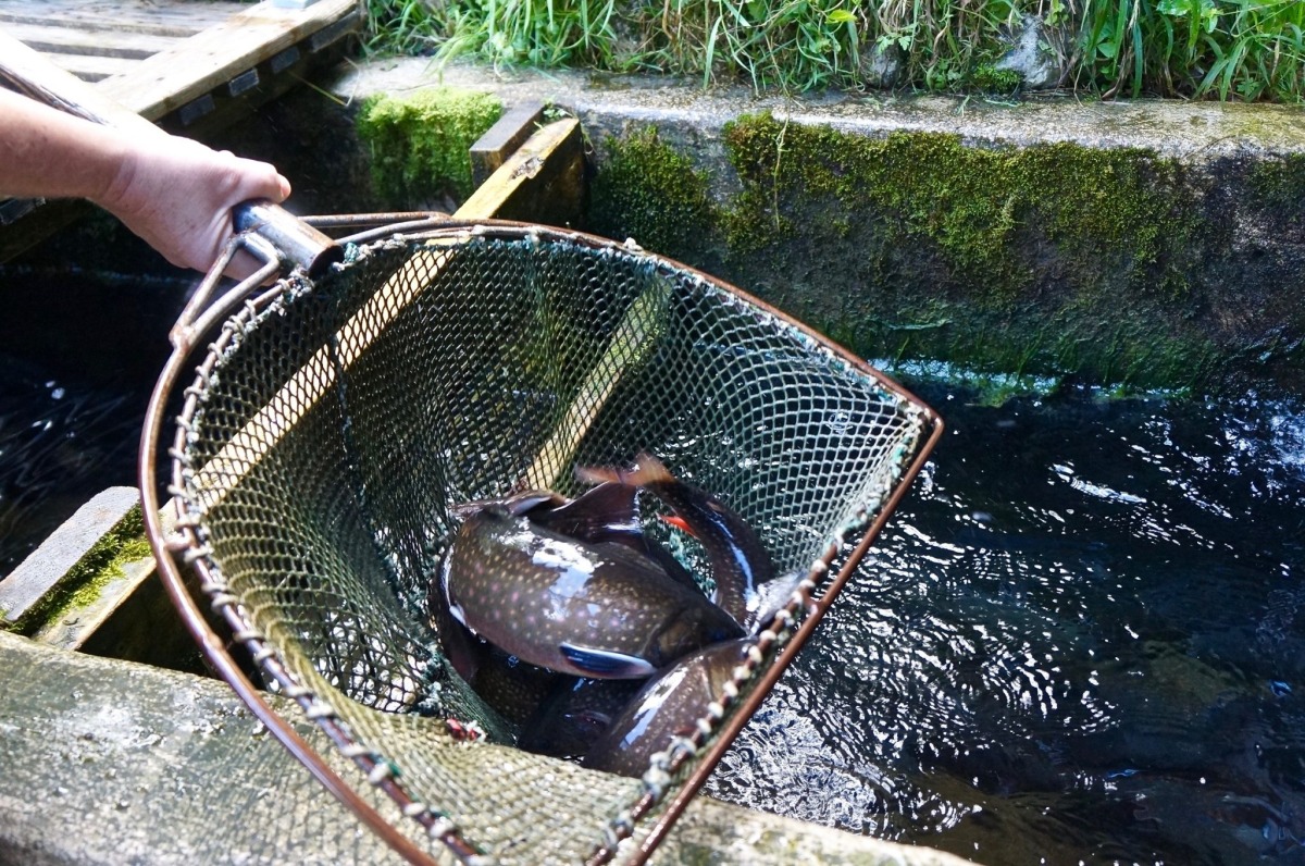 Der Tegernsee #fischwildbrennt III