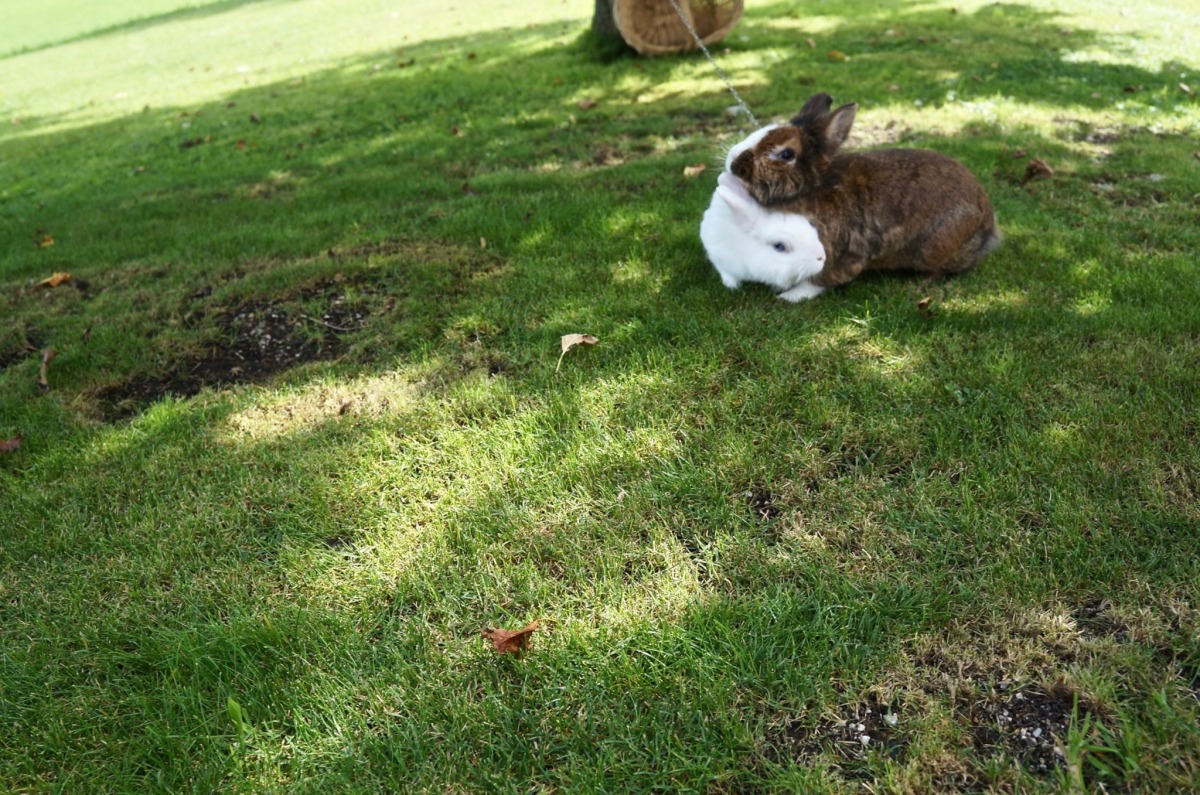 niedliche Kaninchen im Garten