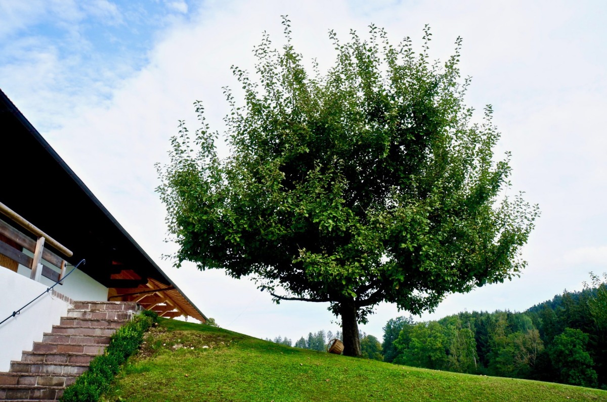 Obstbäume