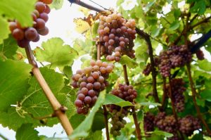 von wo es nicht weit zum Weinberg ist
