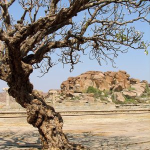 Designphotoart - Old-Indian-tree