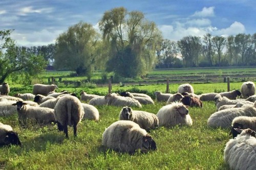 Knokke - Damme - Sluis