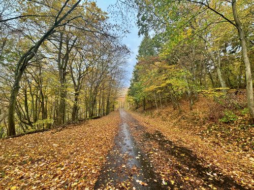 Monschau-Natuurpark-EifelIMG 8372