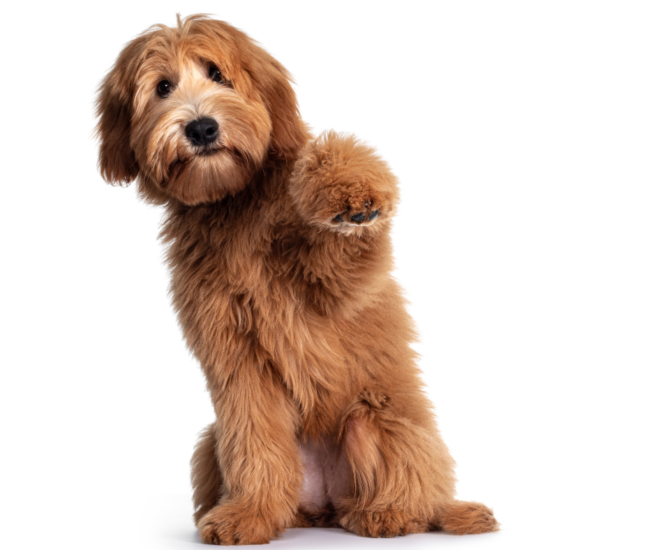 Deze Australian Labradoodle heeft een Abricoos losse fleece vacht.