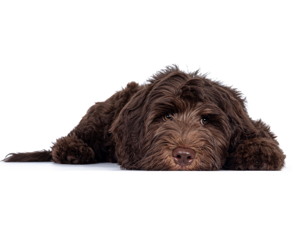 Een Australian Labradoodle met een chocolade losse fleece vacht.