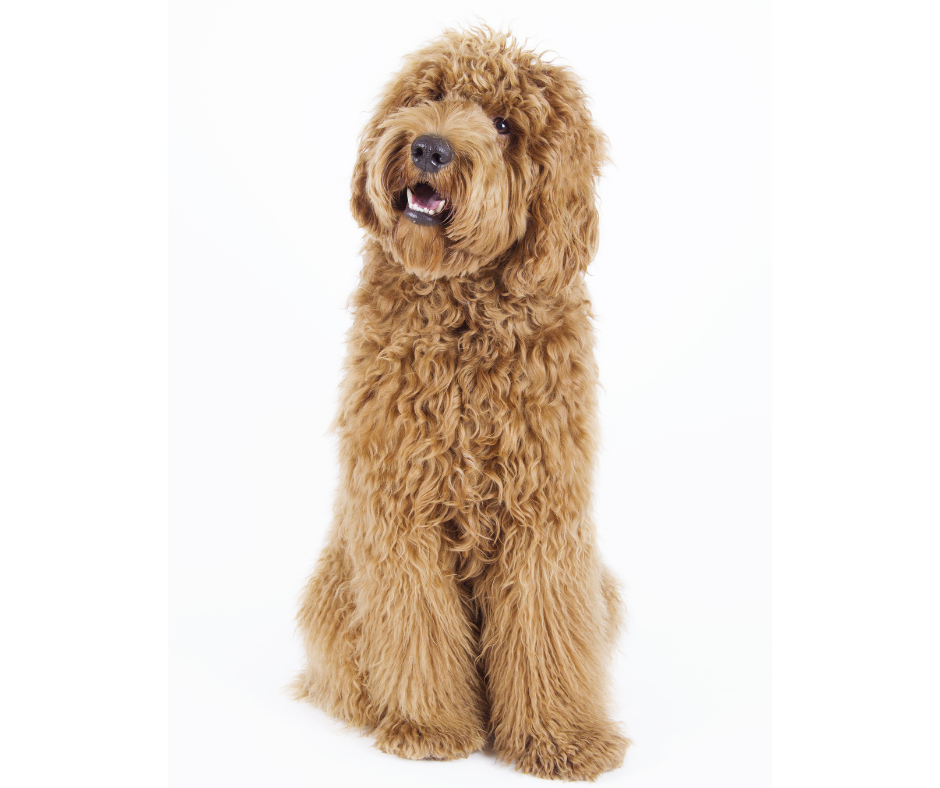 Een geel Australian Labradoodle, met een crème, losse fleece vacht.