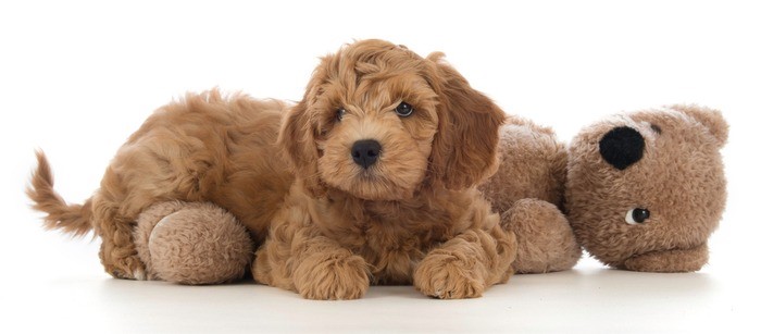 Labradoodle pup smoutmolenhoeve