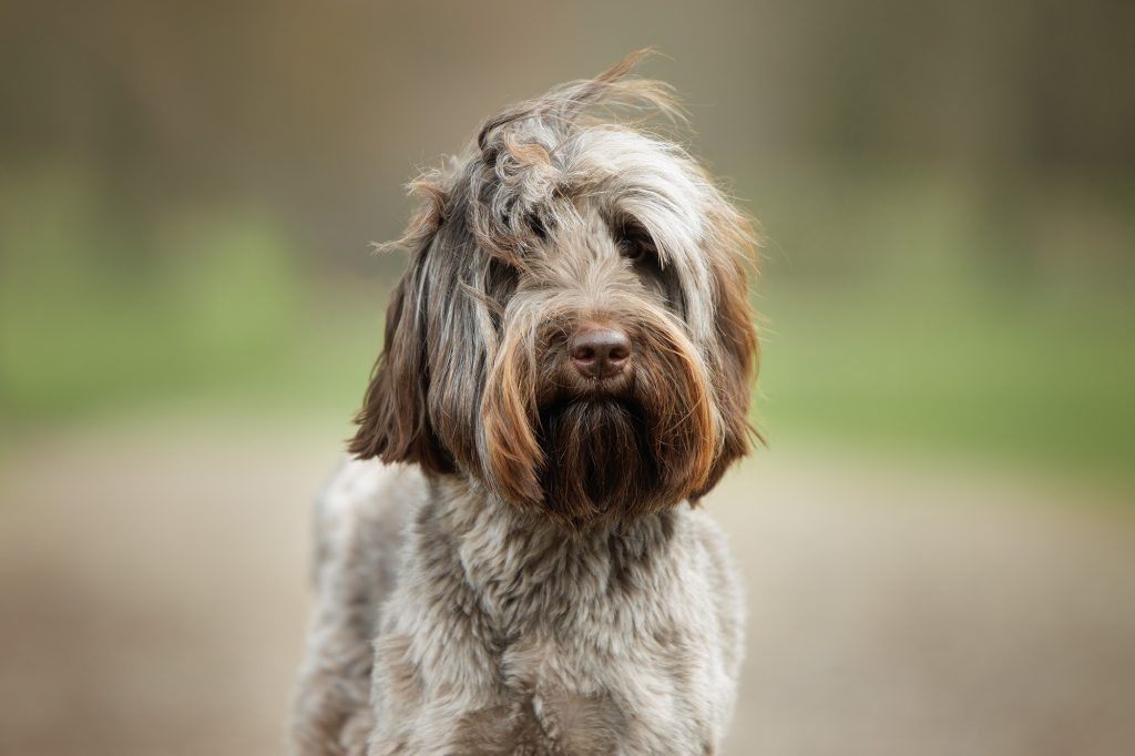 medium labradoodle lavendel smoutmolenhoeve