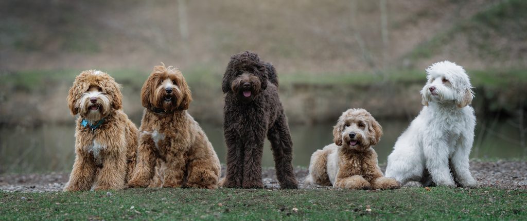 austrlian labradoodle smoutmolenhoeve