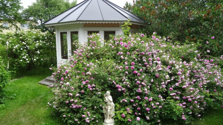 Nordisk rosenweekend i Kalmar er netop blevet aflyst