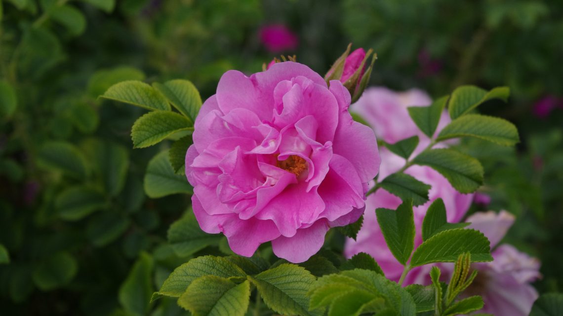 Månedens Rose April 2020 ‘Jens Munk‘