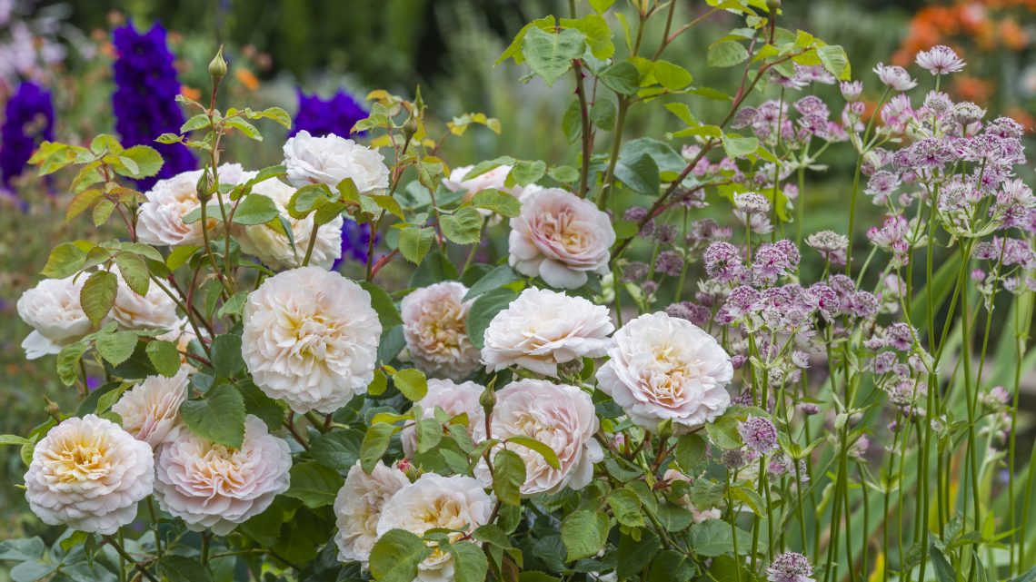 Månedens rose april 2021‘Emily Brönte’ Månedens rose april 2021‘Emily Brönte’