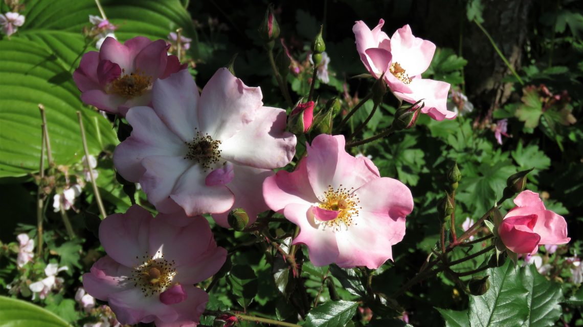 Månedens rose maj 2021 ‘Rosy Cushion’