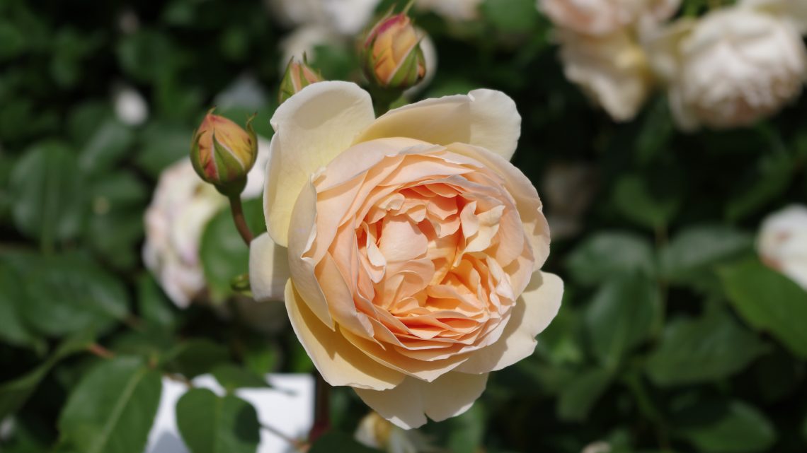 Månedens rose september 2021 ‘Jude the Obscure’ Månedens rose september 2021 ‘Jude the Obscure’