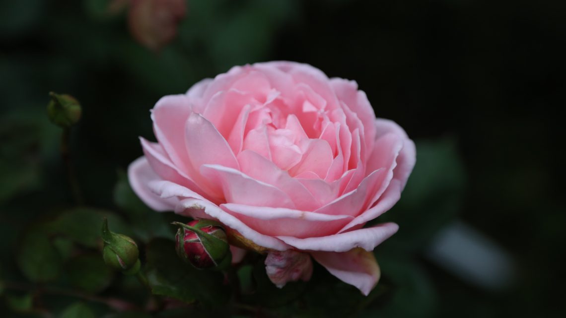 Månedens rose- oktober 2021 ‘Brother Cadfael’