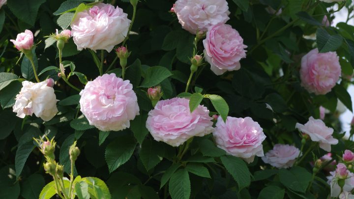 Månedens rose juni 2022 ’Chloris’