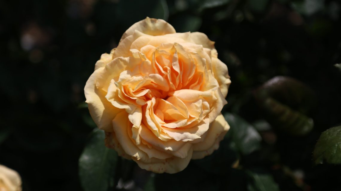Månedens rose december 2022 ’Sophia’ Månedens rose december 2022 ’Sophia’