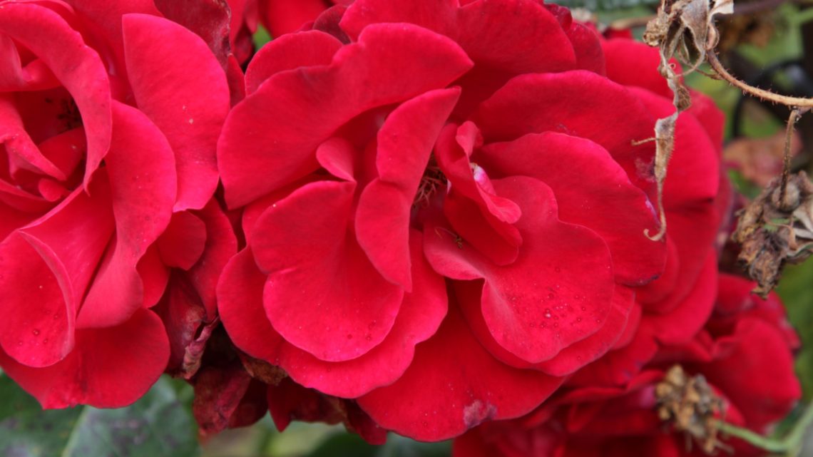 Månedens rose januar 2023 ‘Santana’. Månedens rose januar 2023 ‘Santana’.