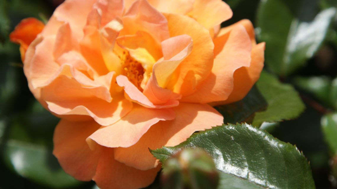 Årets rose 3. kandidat ‘Westzeit’ Årets rose 3. kandidat ‘Westzeit’