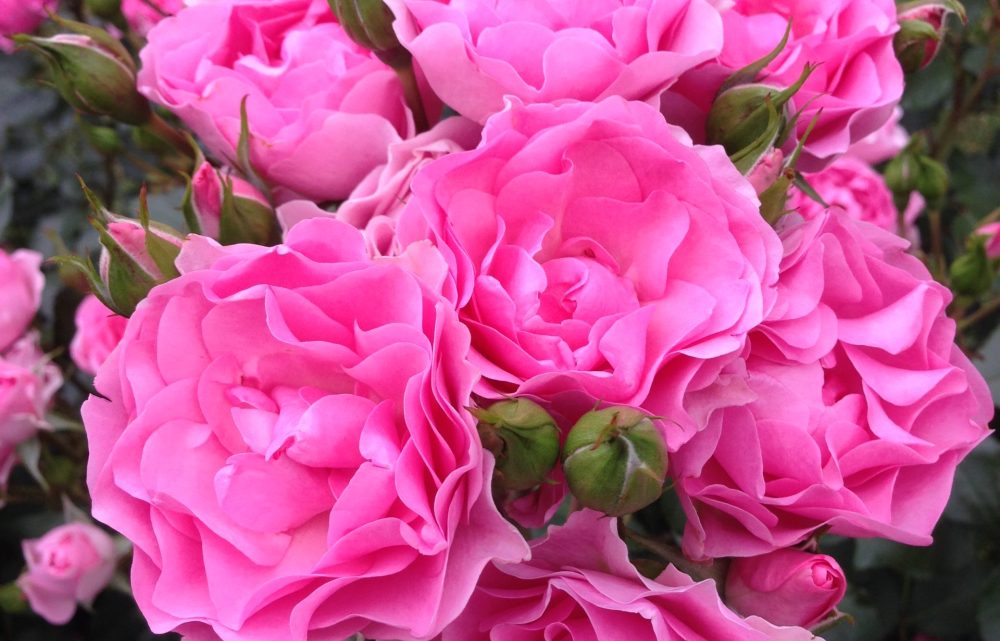 Årets rose 2. kandidat ‘I am Grateful’ Årets rose 2. kandidat ‘I am Grateful’
