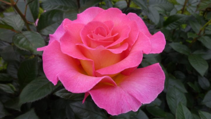 Årets rose 4. kandidat ‘Pink Paradise’