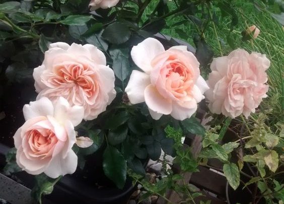 Årets rose 5. kandidat ’Cream flower circus’