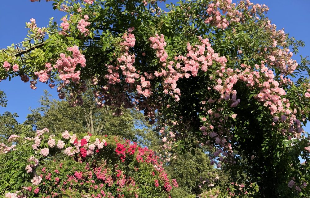 Rosenhaver i Region Sjælland