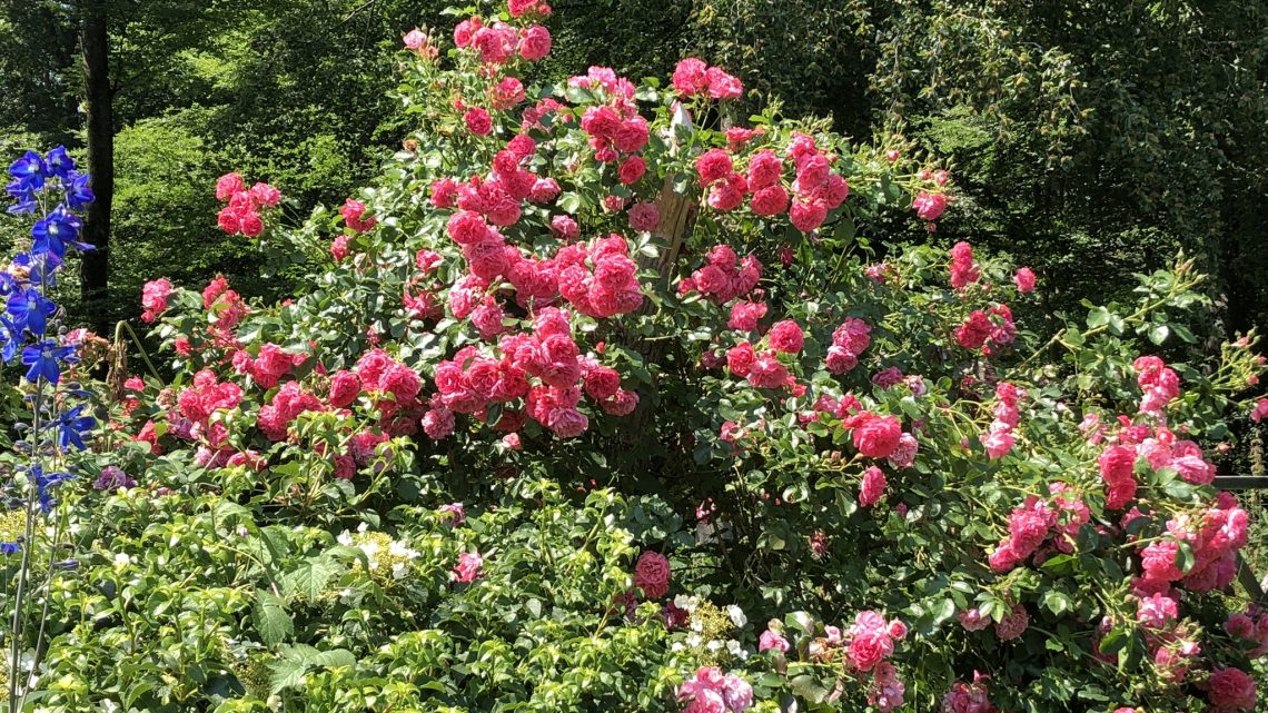 Månedens rose ‘Rosarium Uetersen®’