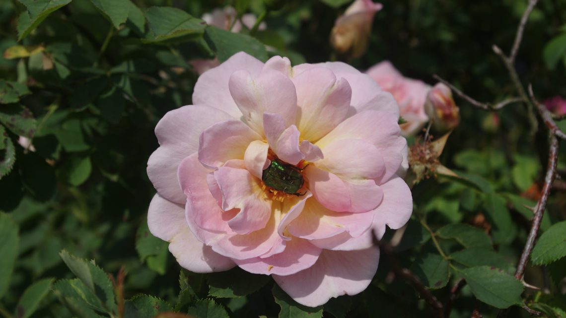 Den insektvenlige rosenhave