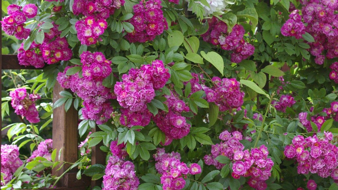 Årets rose 2025 4. kandidat Det Danske Rosenselskab