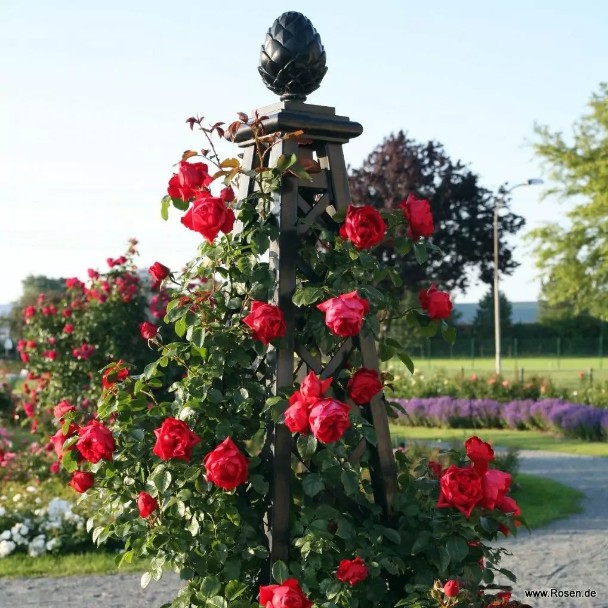 F – for flor, blomsterflor – ‘Florentina’ F – for flor, blomsterflor – ‘Florentina’