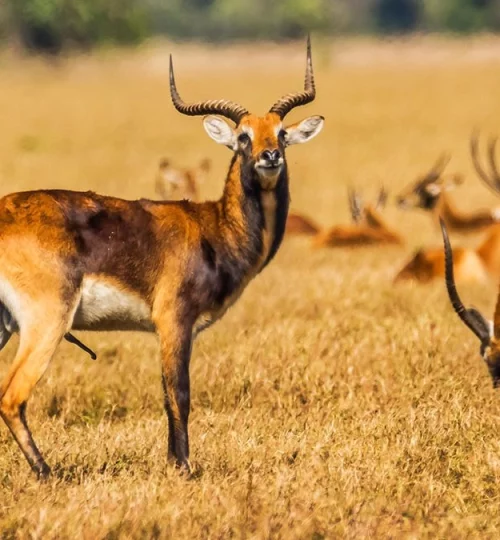 Black lechwe The black lechwe of northern Zambia are today confined entirely to one area, the Bangweulu floodplain.