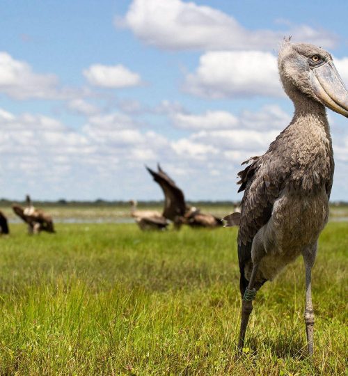 Bangweulu wetlands The area has been designated as one of the world's most important wetlands