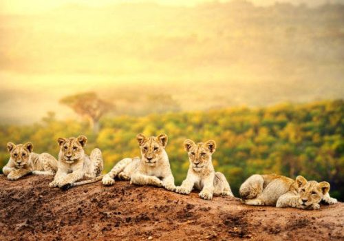 depositphotos-42045517-stock-photo-lion-cubs-waiting-together-600x400