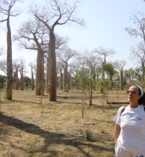 ecolodge-menabe-baobabs-640x480