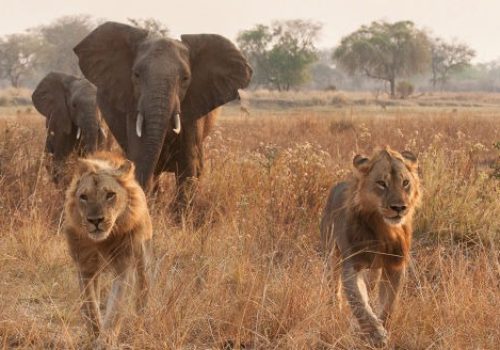 lion-camp-the-chase-elephants-and-lions-1-512x328