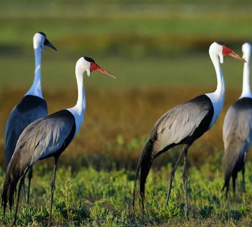 liuwa-plains-national-park-cranes-wildman-safaris