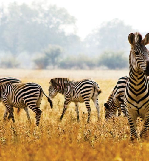 liuwa-plains-national-park1-800x450