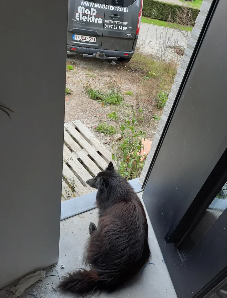 Hond waakt in het deurgat