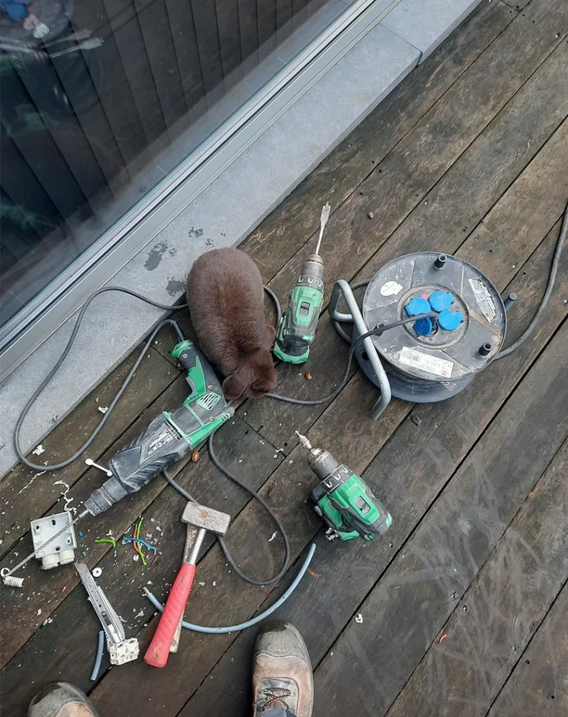 konijn snuffelt aan werkgerief