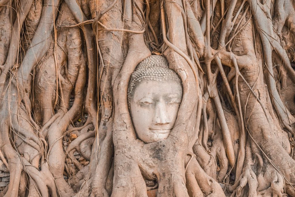 Foto do rosto de buda na figueira em Ayutthaya 