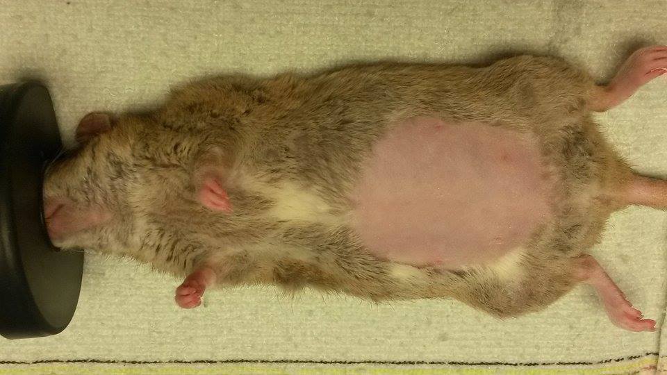 Operatieve ingreep: Sterilisatie Rat 