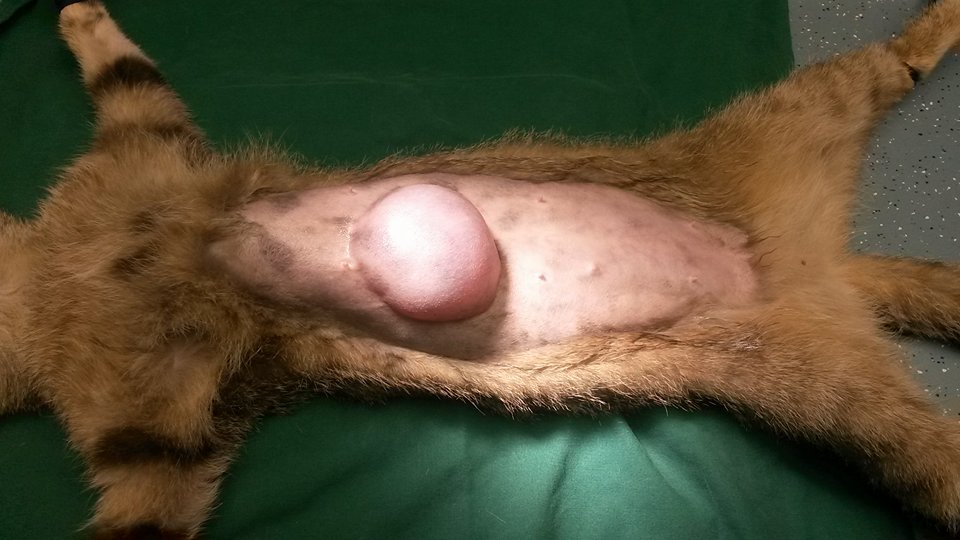 Operatieve ingreep: Verwijdering tumor bij een kat 