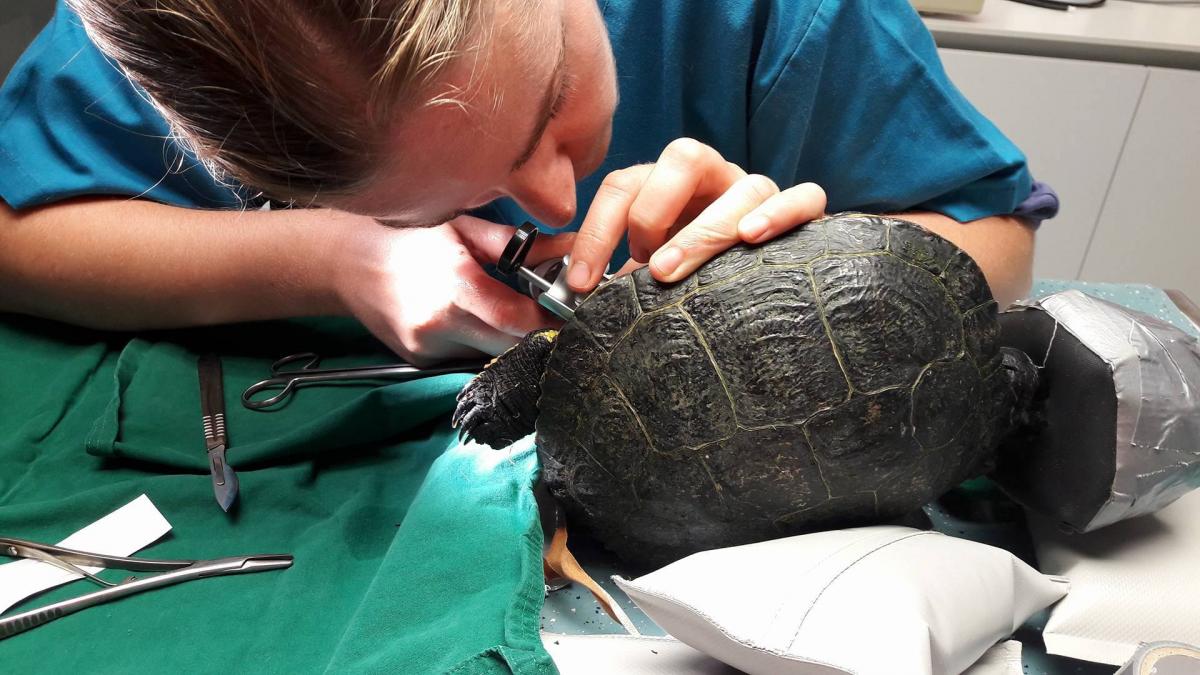 Operatieve ingreep: Verwijdering vreemd voorwerp in darm schildpad 