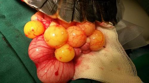 Operatieve ingreep: Sterilisatie schildpad na legnood