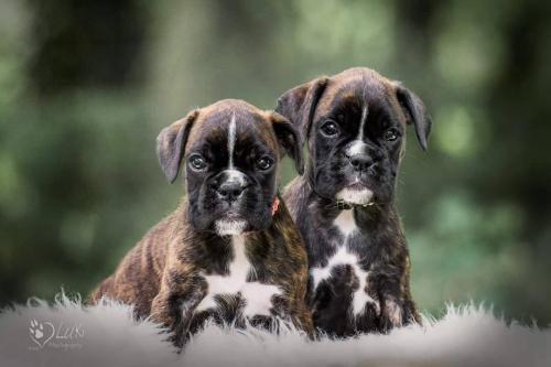 Boxer puppy