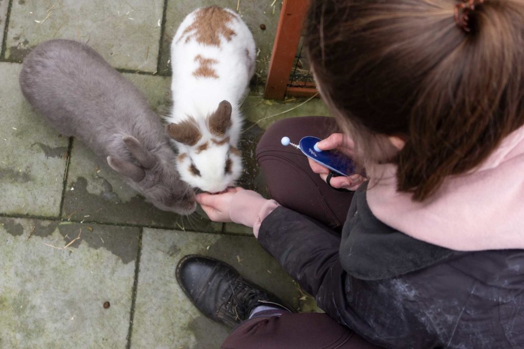 Tricks & Clicker Konijn