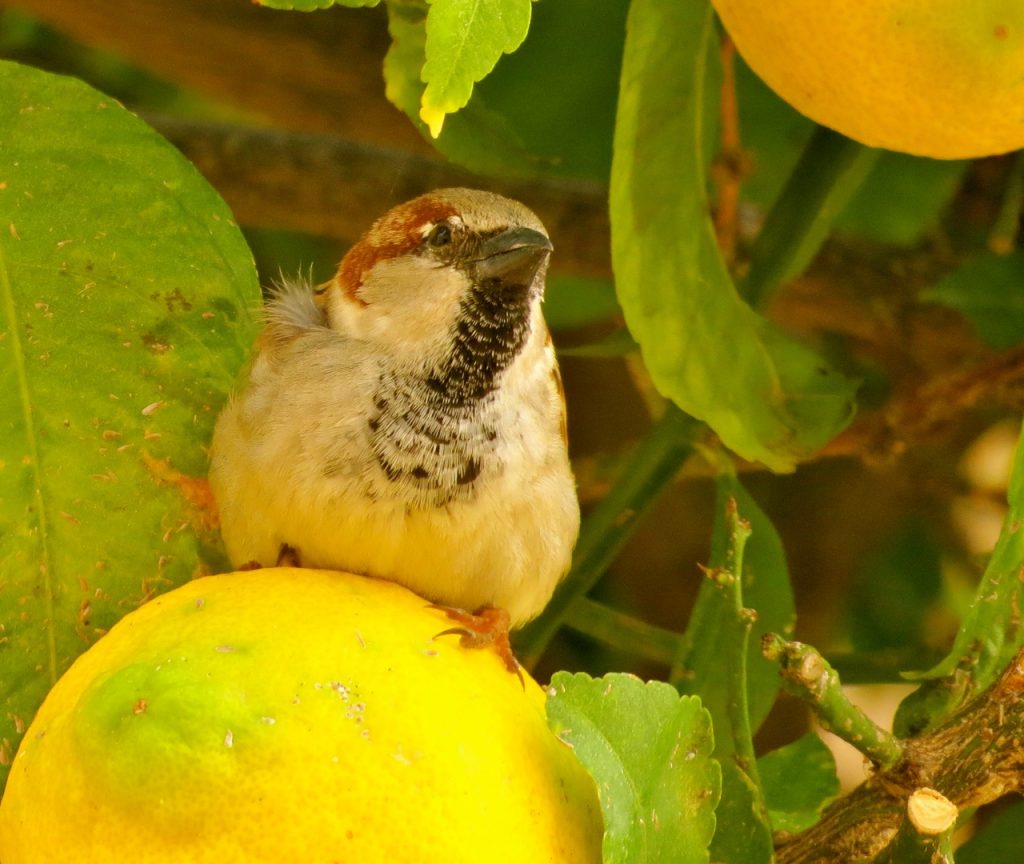 DEt finns även fåglar som tycker om frukt. 